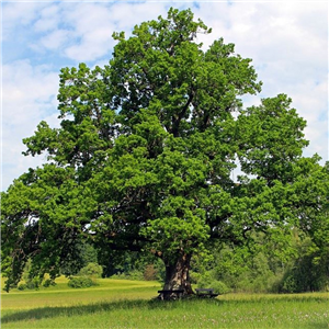 Hedging Oak  (Quercus Robur) Bare Rooted 5 Per Pot